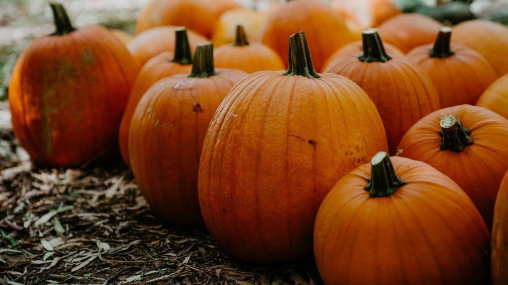 babylonstoren-workshops-2021-cape-winelands-cape-town-franschhoek-south-africa-things-to-do-in-franschhoek-beekeeping-gardening-learn-how-to-garden-pumpkin-fun-day