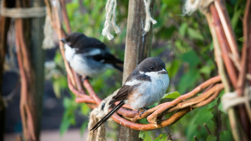 babylonstoren-workshops-2021-cape-winelands-cape-town-franschhoek-south-africa-things-to-do-in-franschhoek-beekeeping-gardening-learn-how-to-garden-birdspotting-birds