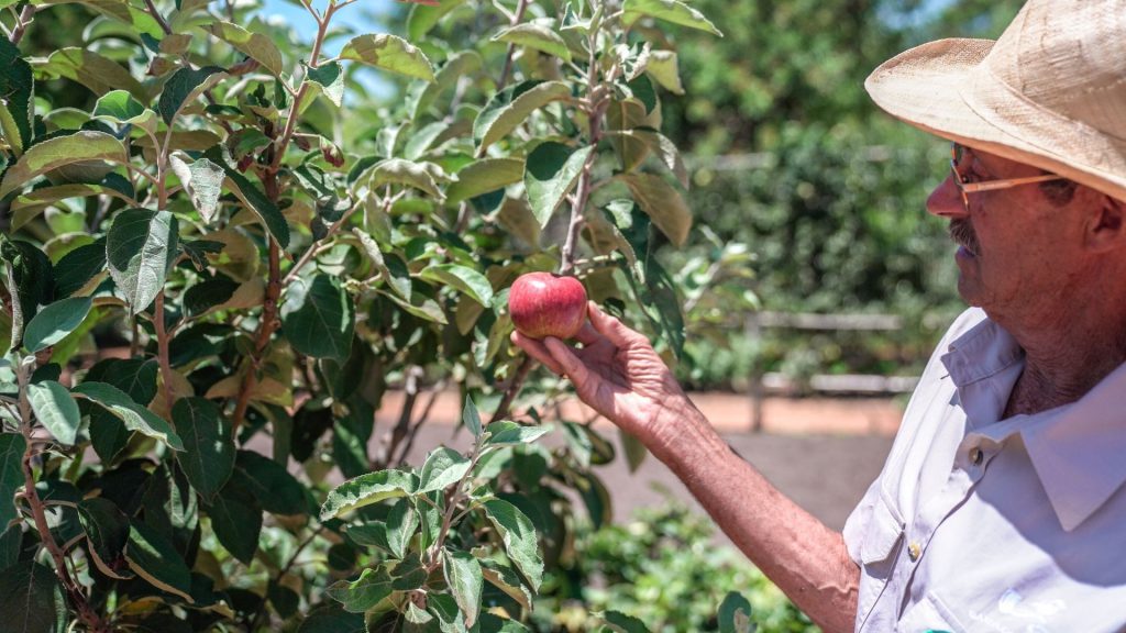 history-of-apples-isaac-newton-apple-flower-of-kent-learn-more-about-apples-a-very-a-peel-ing-history-farm-to-table-apples-apple-picking-franschhoek-cape-winelands-vegetable-garden