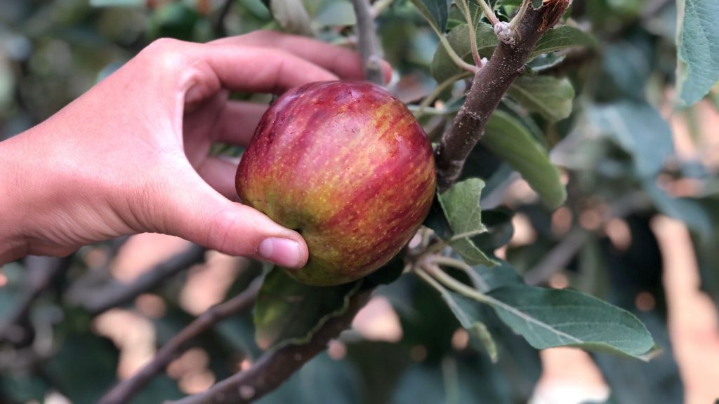 flower of kent apple tree fruit