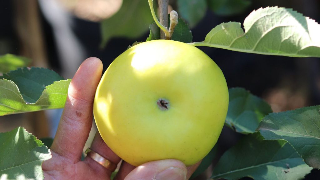 history-of-apples-isaac-newton-apple-flower-of-kent-learn-more-about-apples-a-very-a-peel-ing-history-farm-to-table-apples-apple-picking-franschhoek-cape-winelands-vegetable-garden