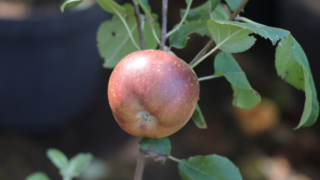 history-of-apples-isaac-newton-apple-flower-of-kent-learn-more-about-apples-a-very-a-peel-ing-history-farm-to-table-apples-apple-picking-franschhoek-cape-winelands-vegetable-garden-gardening-kroonappel-aagtappel