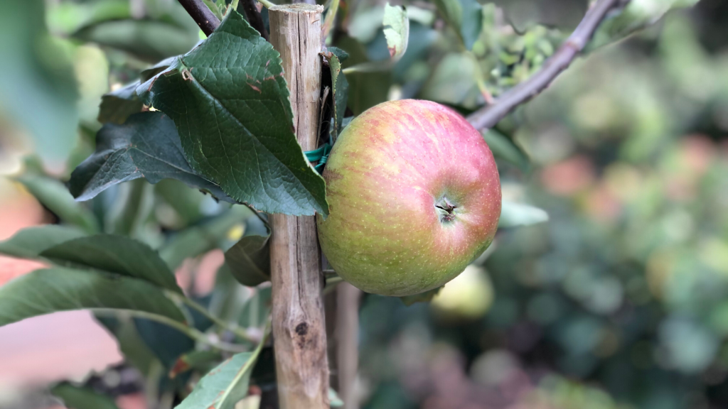 history-of-apples-isaac-newton-apple-flower-of-kent-learn-more-about-apples-a-very-a-peel-ing-history-farm-to-table-apples-apple-picking-franschhoek-cape-winelands-vegetable-garden-witte-wijnappel