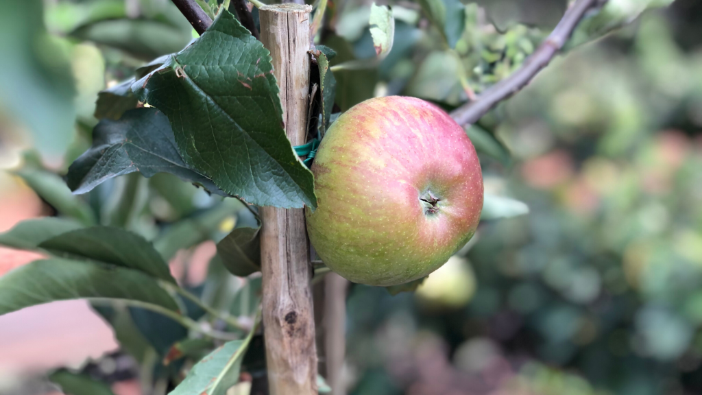 flower of kent apple tree fruit