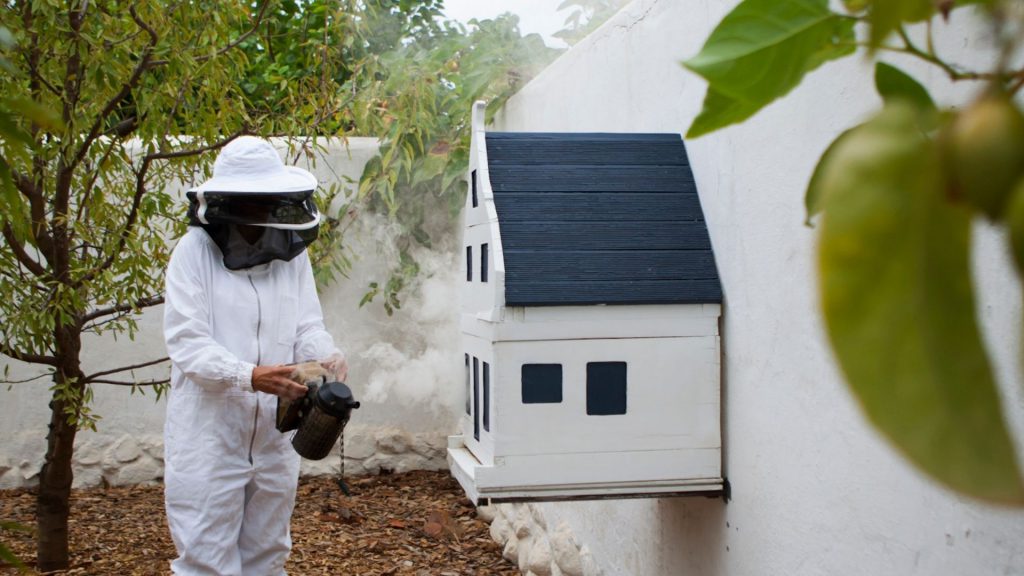 How-to-create-an-ideal-bee-habitat-in-your-own-garden-Babylonstoren-Franschhoek-Cape-Winelands-World-Bee-Day-beekeeping-for-beginners-beekeeping-at-home-bees-save-the-bees-pollinators