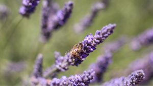 bees-and-the-lavender-at-Babylonstoren