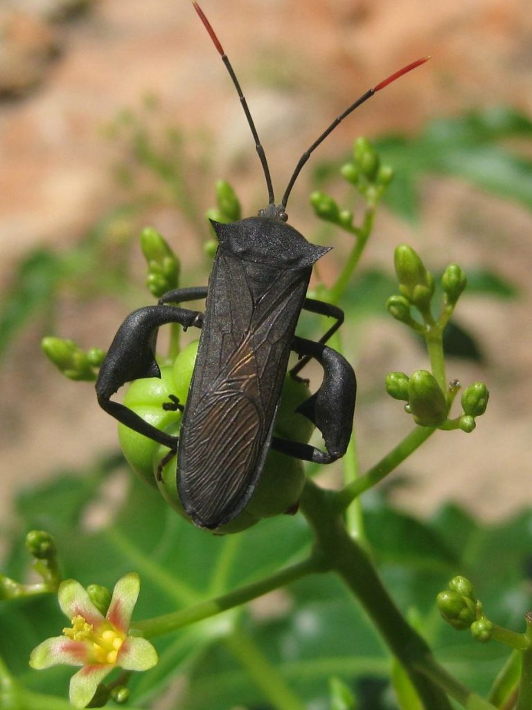 babylonstoren-bugs-garden-insect-hotel-pest-control-gardening-advice-tips-garden-life-fig-tree-borer-cabbage-white-butterfly-arum-hawk-moth-large-black-tip-wilter