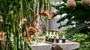 Ginger-plant