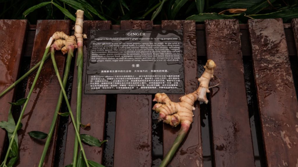 babylonstoren-tropical-spice-house-plants-ginger-plant-garden-life-gardening-all-fired-up-for-ginger-rhizome-flowering-plants