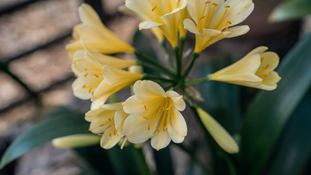 the-clivias-at-babylonstoren-babylonstoren-garden-how-we-grow-repot-and-divided-clivias-clivias-collection-clivia-miniata-gardening-garden-inspiration