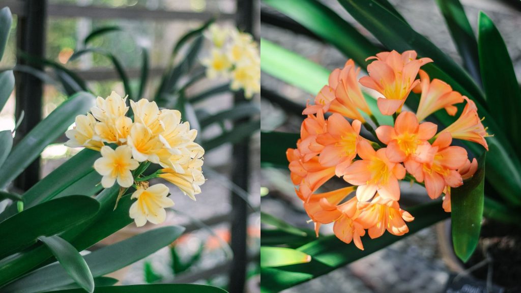 the-clivias-at-babylonstoren-babylonstoren-garden-how-we-grow-repot-and-divided-clivias-clivias-collection-clivia-miniata-gardening-garden-inspiration