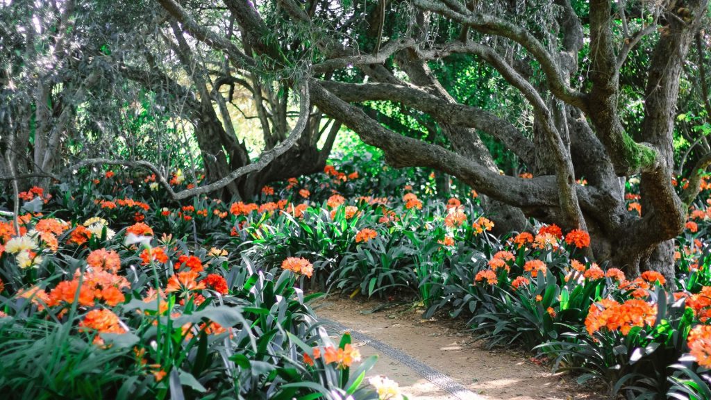 the-clivias-at-babylonstoren-babylonstoren-garden-how-we-grow-repot-and-divided-clivias-clivias-collection-clivia-miniata-gardening-garden-inspiration
