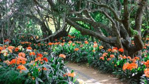 Babylonstoren clivias
