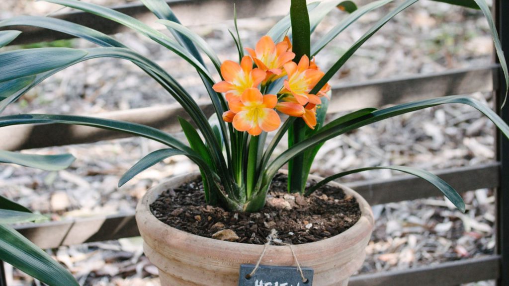 An-ode-to-the-Babylonstoren-Clivia-Kings-Babylonstoren-Blog-The-clivias-at-Babylonstoren-gardening-garden-inspiration-Babylonstoren-garden-clivia-season-spring-garden