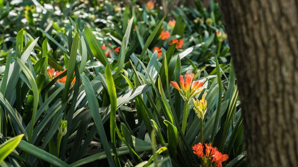 An-ode-to-the-Babylonstoren-Clivia-Kings-Babylonstoren-Blog-The-clivias-at-Babylonstoren-gardening-garden-inspiration-Babylonstoren-garden