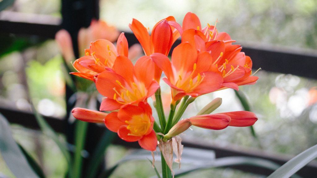 An-ode-to-the-Babylonstoren-Clivia-Kings-Babylonstoren-Blog-The-clivias-at-Babylonstoren-gardening-garden-inspiration-Babylonstoren-garden-clivia-season-spring-garden