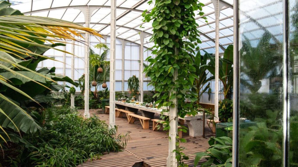 we've-got-a-taste-for-turmeric-at-babylonstoren-garden-blog-spice-house-greenhouse-gardening-farm-fresh-farm-to-fork-how-to-use-turmeric-growing-turmeric-rhizome-plants