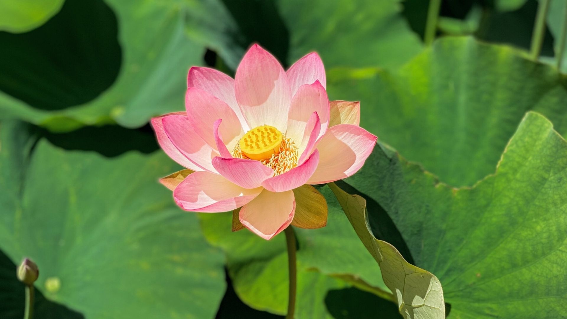 bloom of ages: the lotuses of babylonstoren | babylonstoren