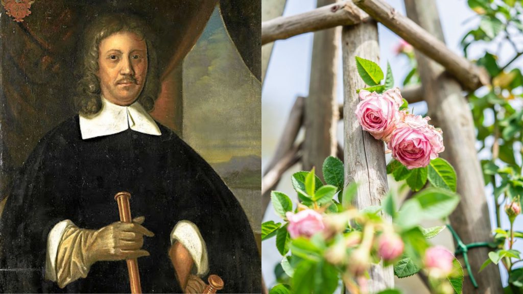 babylonstoren-franschhoek-cape-winelands-winelands-garden-garden-life-gardening-garden-inspiration-rose-garden-roses-jan-van-riebeeck-heritage-rose-antique-rose