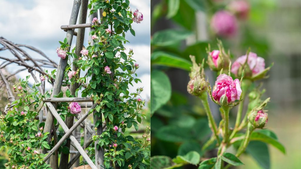 babylonstoren-franschhoek-cape-winelands-winelands-garden-garden-life-gardening-garden-inspiration-rose-garden-roses-jan-van-riebeeck-heritage-rose-antique-rose-buds