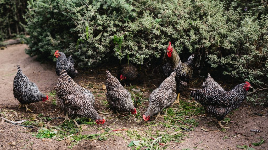 babylonstoren-eggs-in-honour-off-eggs-farm-fresh-farm-to-fork-farm-to-table-hen's-eggs-quail-eggs-duck-eggs