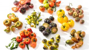 heirloom-tomatoes-at-babylonstoren