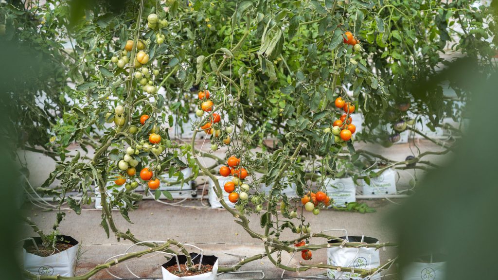 heirloom-tomatoes-at-babylonstoren-nursery-tunnels-garden-life-gardening-tomato-franschhoek-cape-winelands