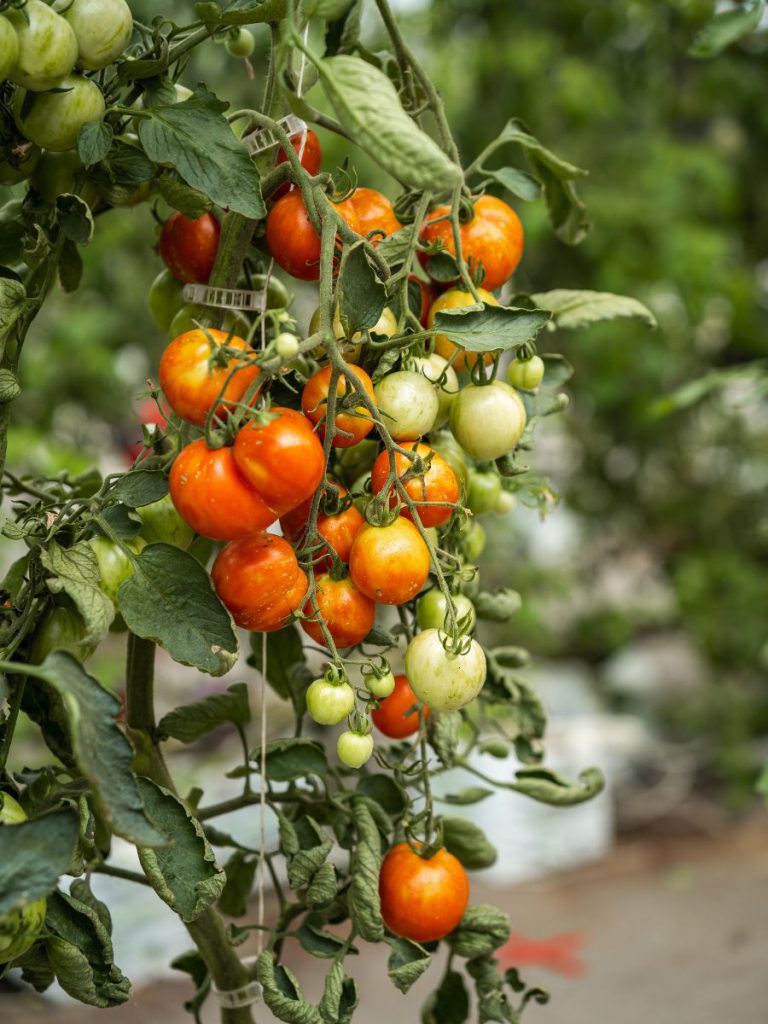 heirloom-tomatoes-at-babylonstoren-nursery-tunnels-garden-life-gardening-tomato-franschhoek-cape-winelands-tigerella-heirloom-tomato