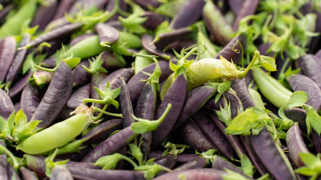 babylonstoren-garden-gardening-garden-life-spring-peas-heirloom-peas-speciality-grower-nursery-tunnels-garden-to-table-farm-to-fork-sugar-snap-peas-raisin-peas-purple-peas