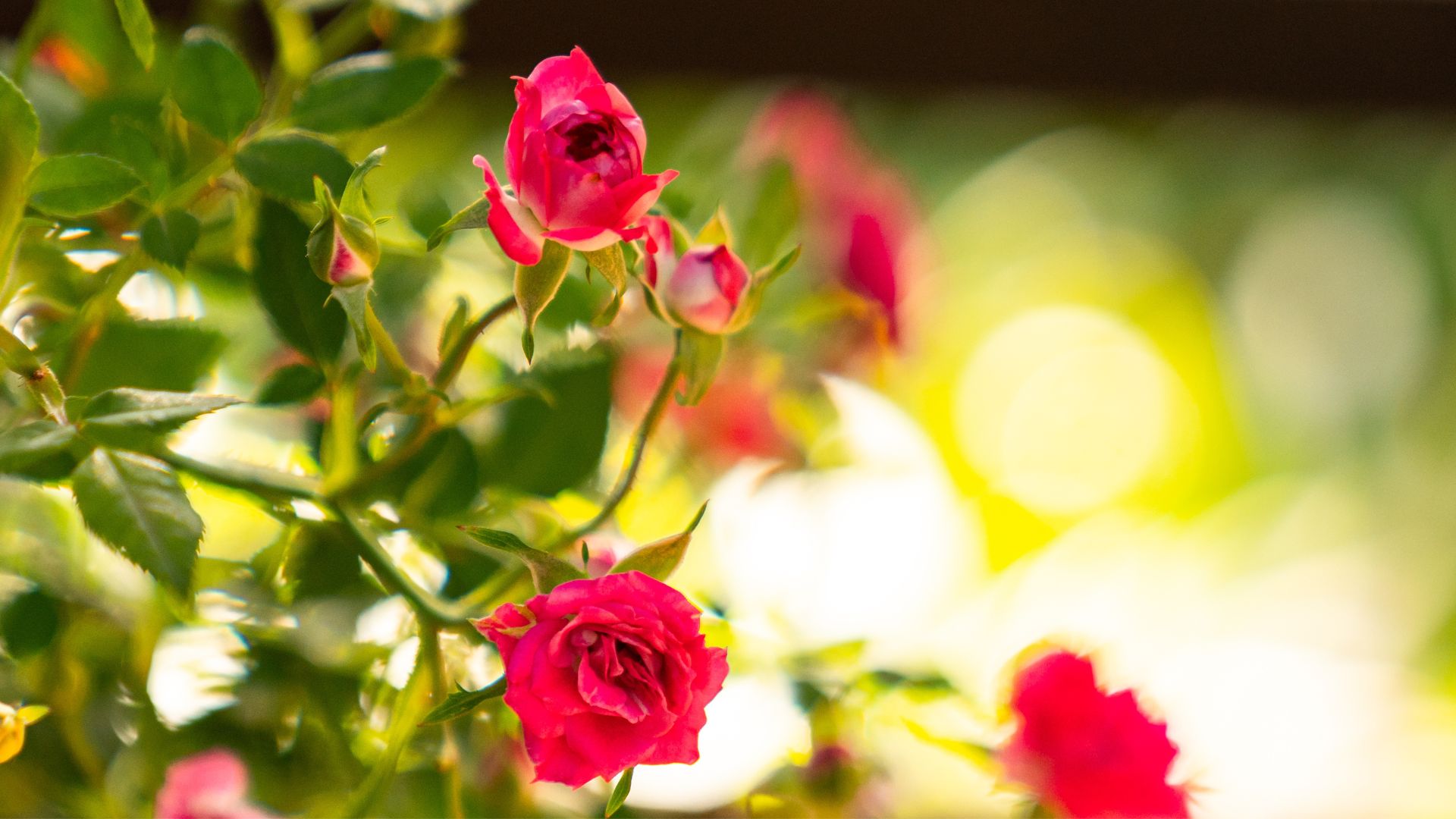 Blooming beauties: Heritage roses in the Puff Adder | Babylonstoren