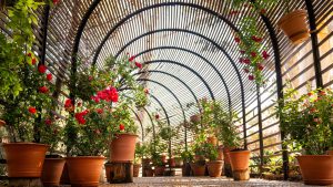 heritage-rose-exhibition-in-the-babylonstoren-puff-adder