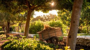 babylonstoren-farm-news-february-garden