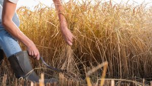 Boland Risotto Babylonstoren