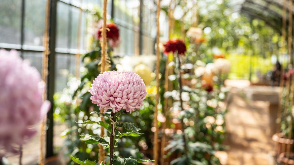 babylonstoren-garden-gardening-chrysanthemums-greenhouse-flowers-flowering-garden-life