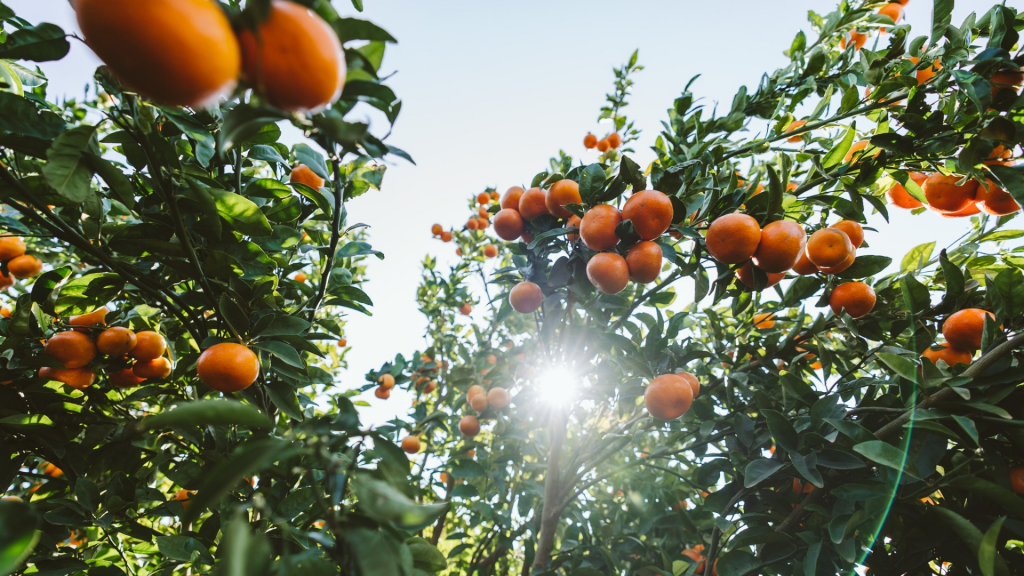 babylonstoren-farm-life-south-africa-citrus-season-citrus-garden-gardening-winter-blood-oranges-mandarins