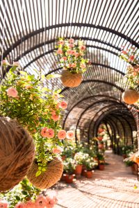 roses in Babylonstoren puff adder exhibition