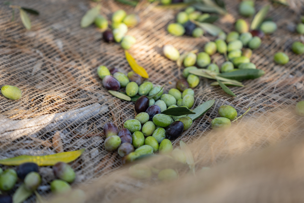 Olive harvest on Babylonstoren farm Franschhoek South Africa