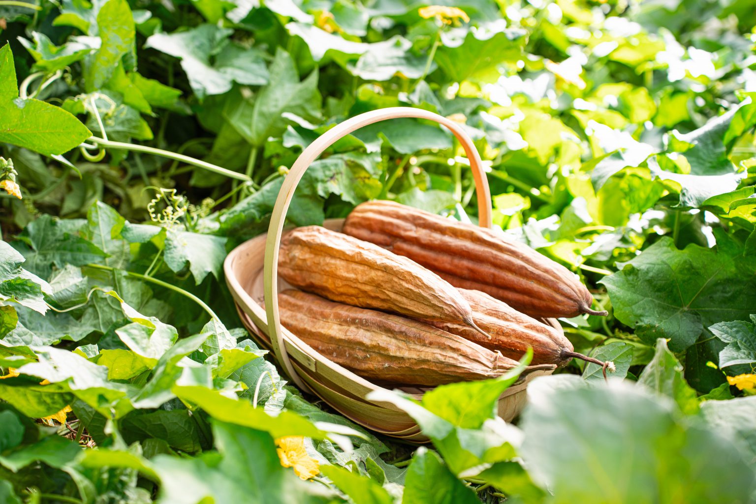 For the Love of Loofahs | Babylonstoren