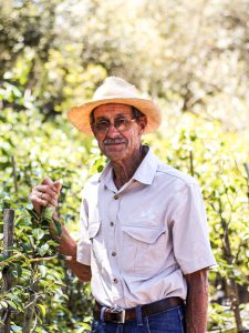 Oom Anton Prune Fruit trees