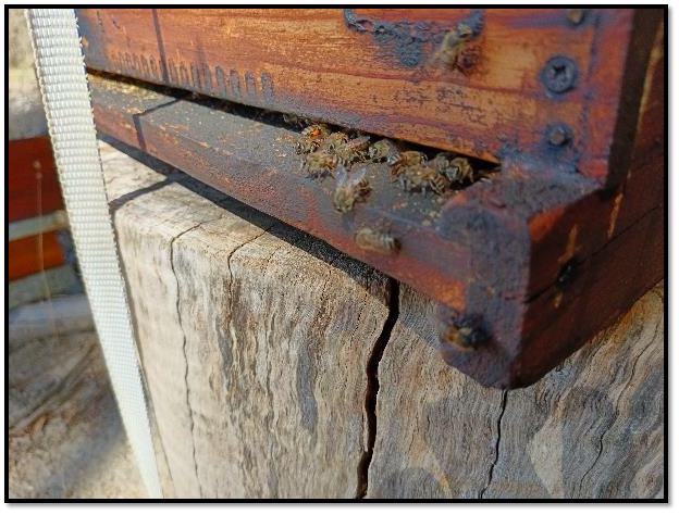 Bees on a wooden beam

Description automatically generated