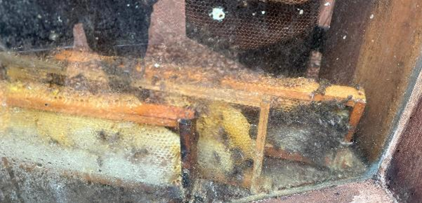 A beehive in a window

AI-generated content may be incorrect., Picture