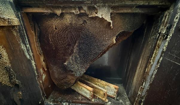 A bee hive inside a box

AI-generated content may be incorrect., Picture