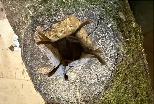 A tree stump with a hole in it

AI-generated content may be incorrect., Picture