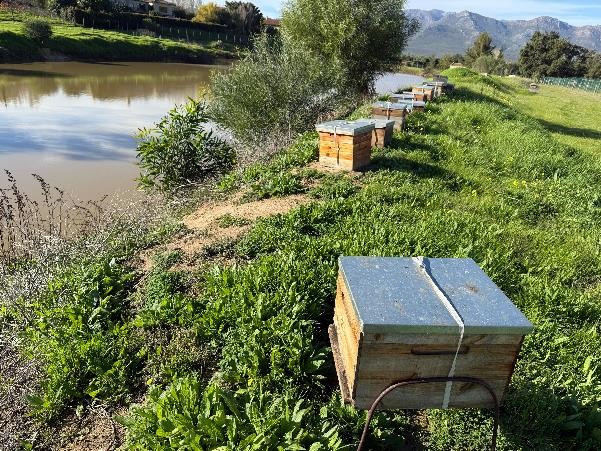 A row of beehives next to a river

AI-generated content may be incorrect., Picture
